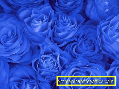 Blaue Blumen: Namen und Fotos