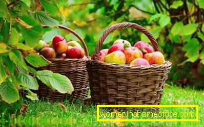 Wann und wie pflanzt man Äpfel?